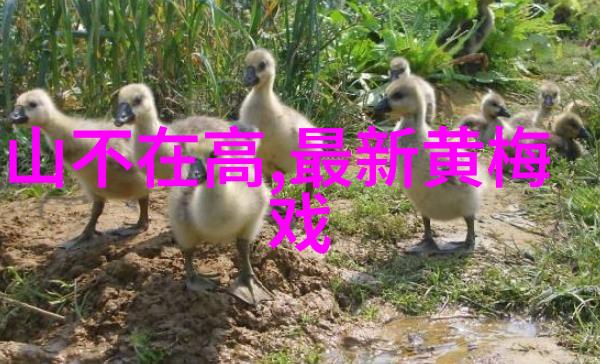 新版黄梅戏徽州往事在安徽大剧院成功上演